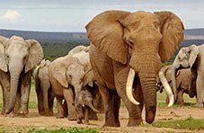 Elephants walking through the South African bush at an easy pace